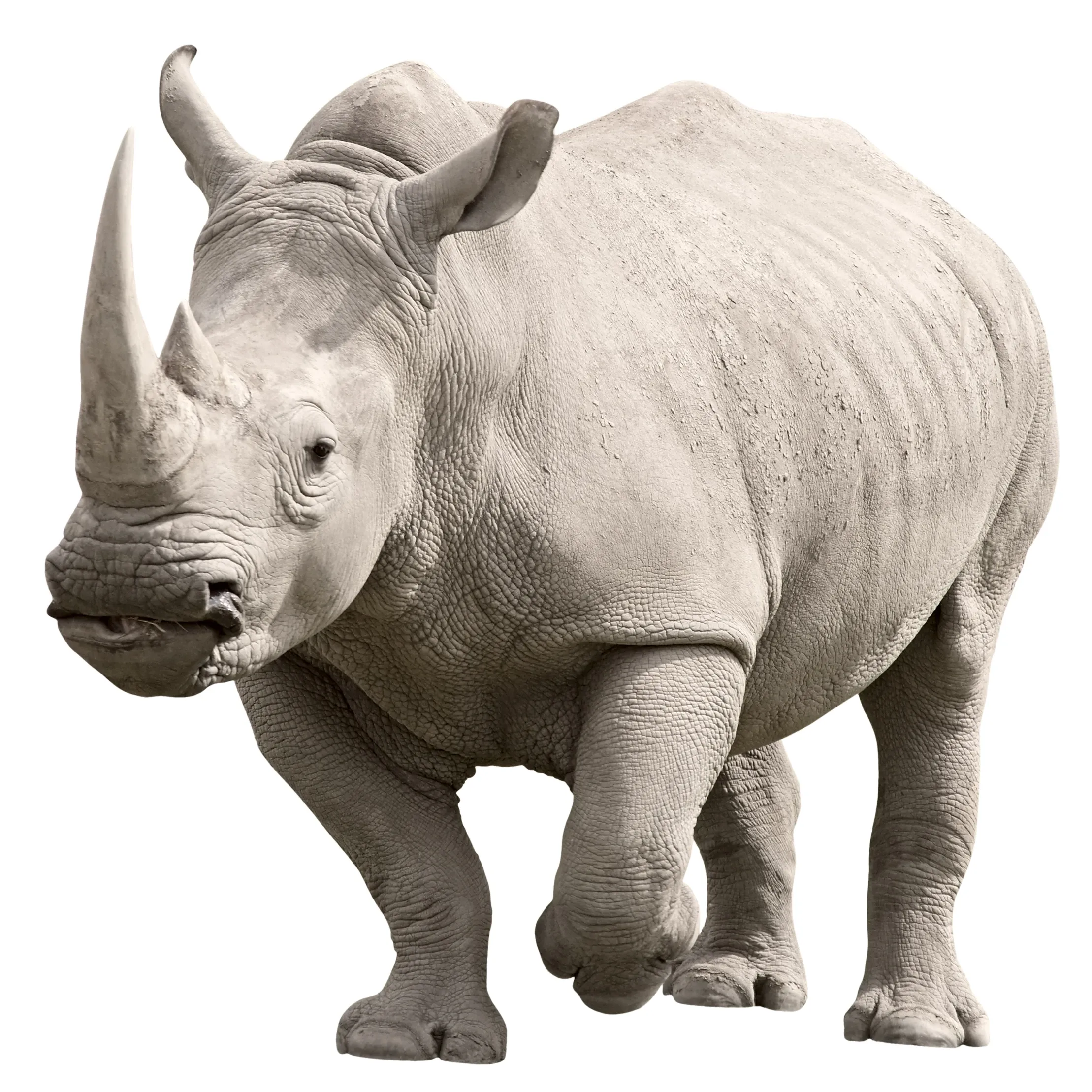 A white rhinoceros walks forward with its front left leg lifted, showing thick wrinkled grey skin and a wide square mouth. A long, sharp front horn and a smaller horn behind it rise from its snout.