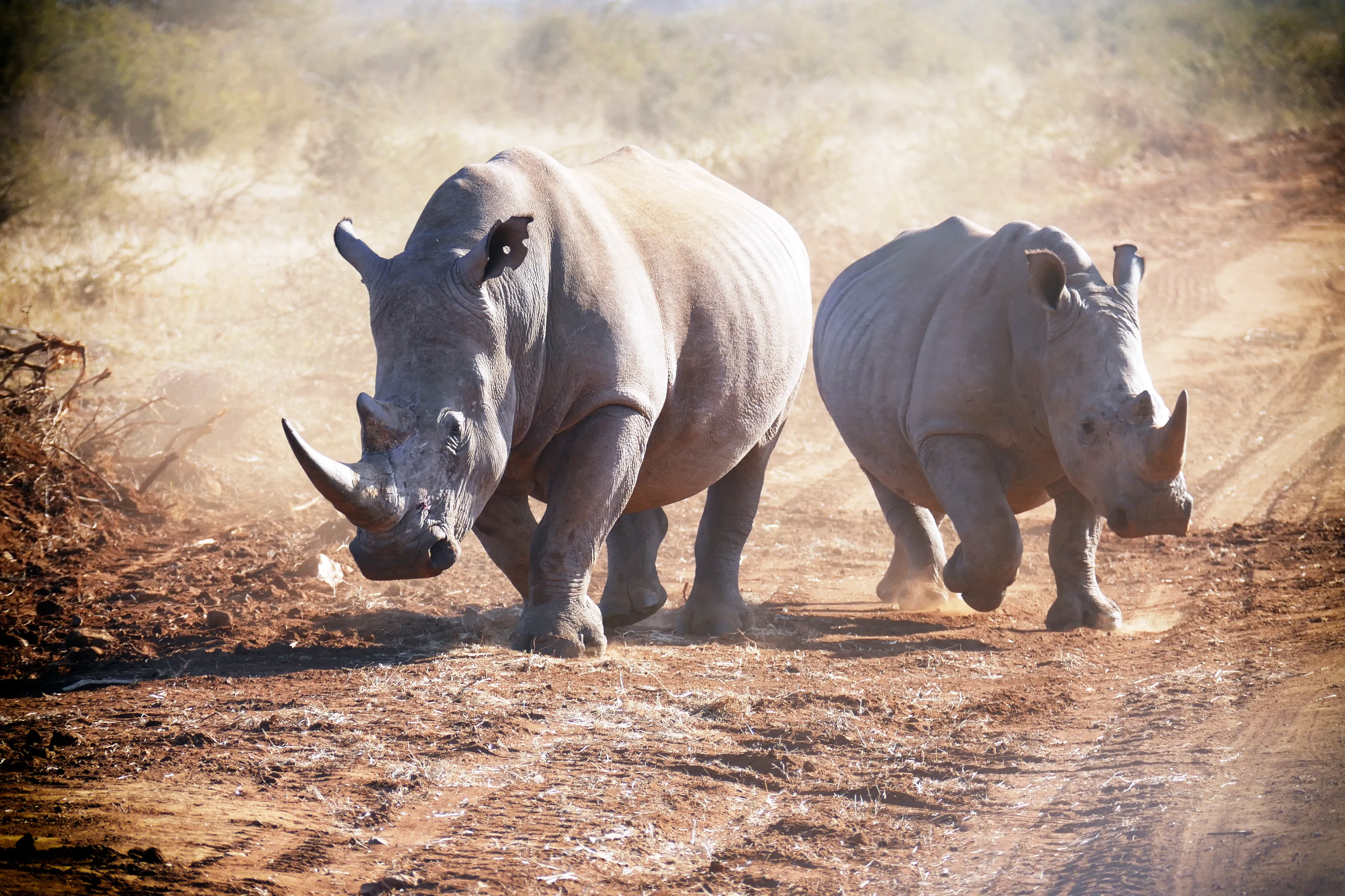 A large white rhinoceros and a smaller calf run side by side down a dusty dirt path. Their thick grey skin and pointed horns show clearly as their heavy feet kick up clouds of dust.