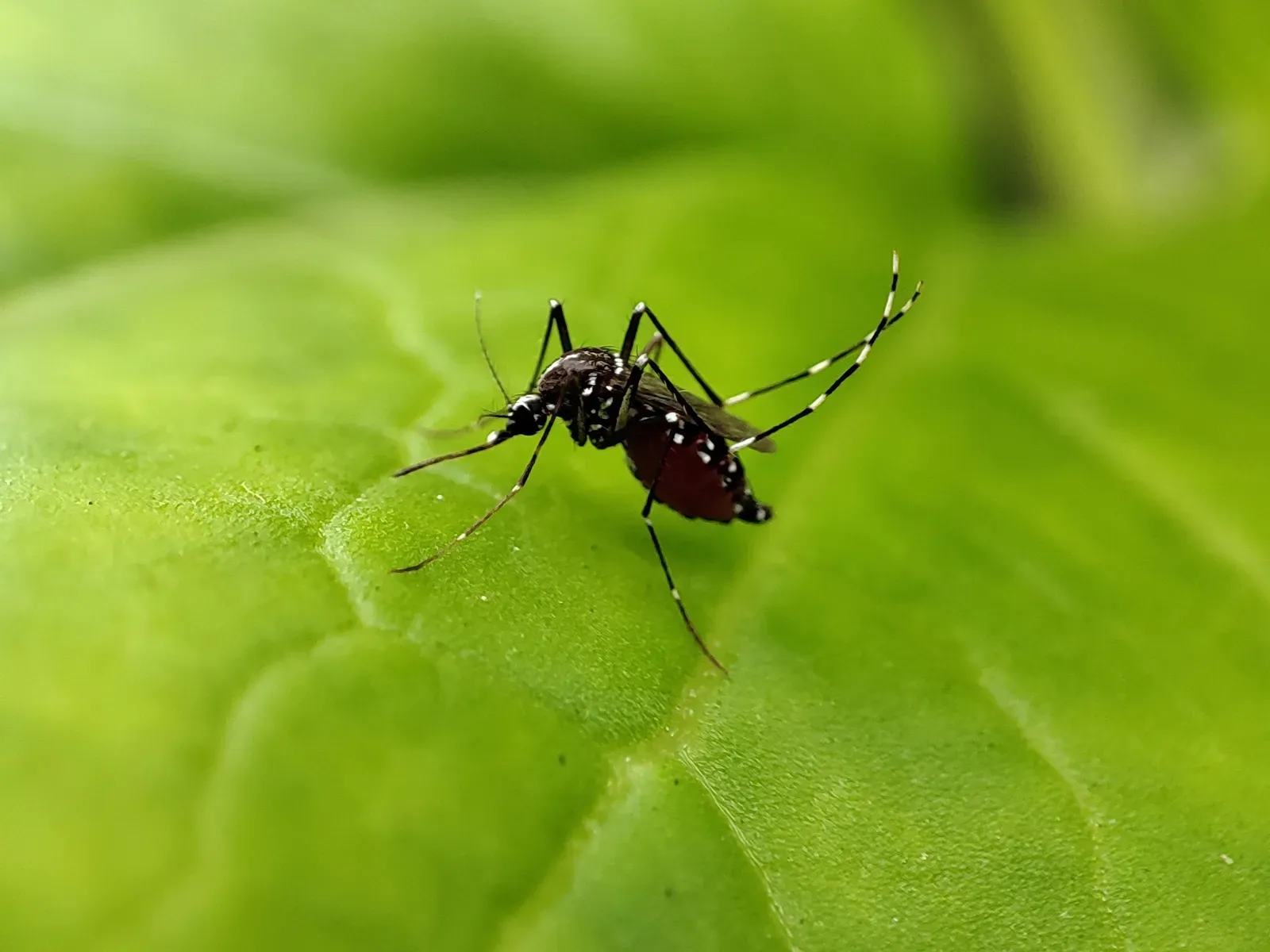 A yellow fever mosquito resting on a green leaf, showing its dark body flecked with white markings and boldly striped black-and-white legs.