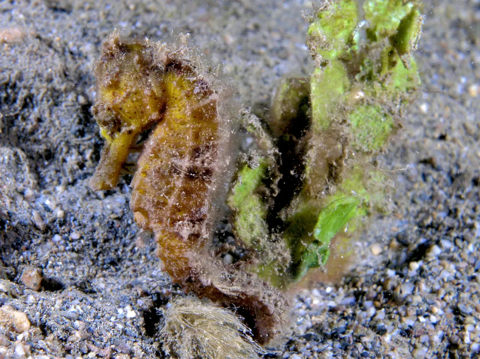A yellow seahorse with dark spots and a curled tail floating upright in dark water.