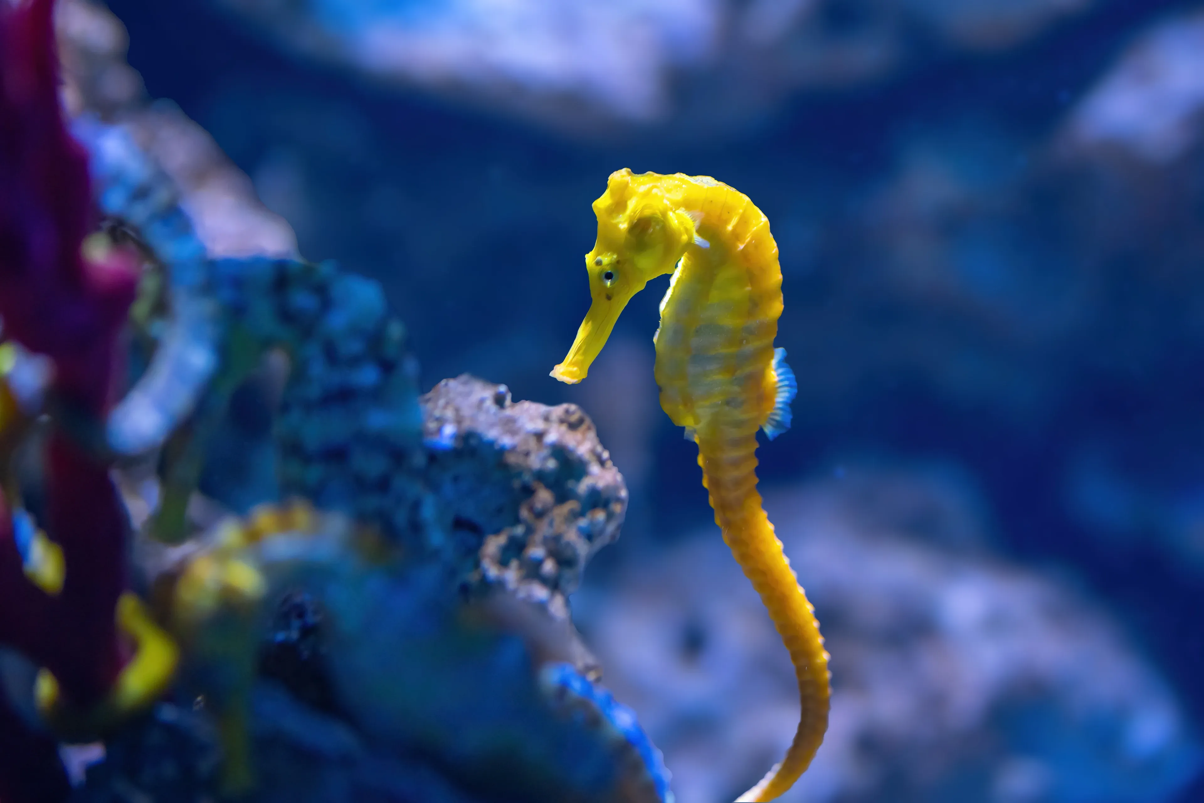 A bright yellow seahorse floats upright in deep blue water, long pointed snout tilted slightly forward. Its bumpy segmented body and gently curving tail stand out against blurred coral and rocks.