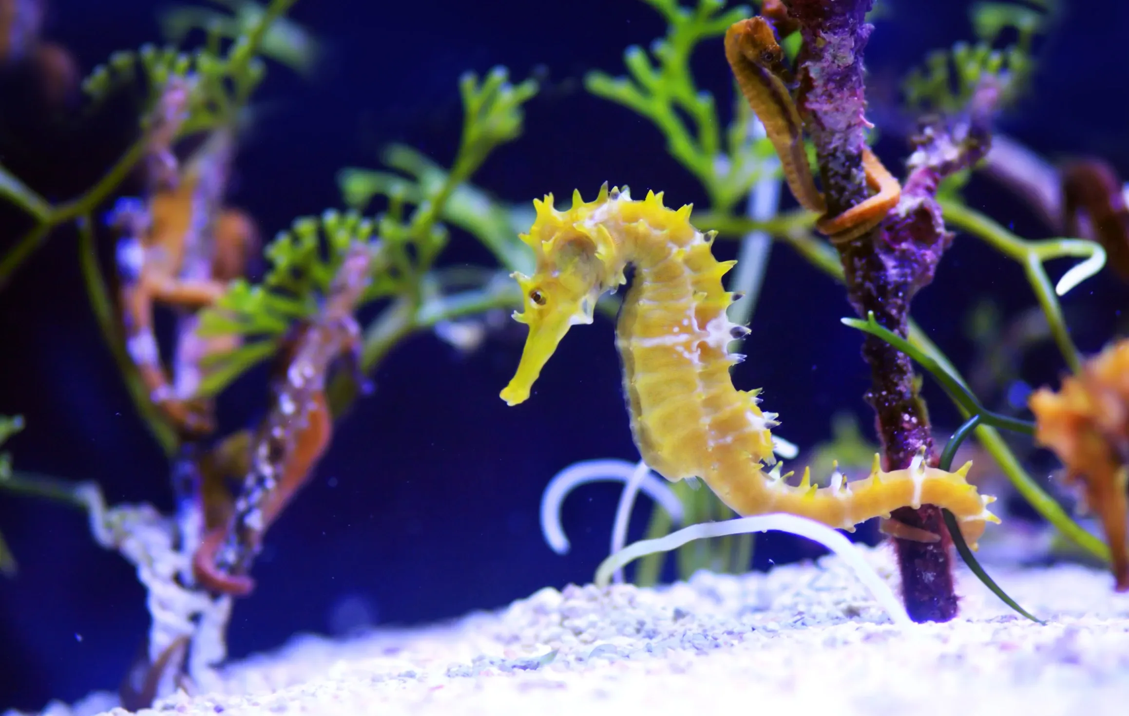 A yellow seahorse grips a dark stalk with its tightly curled tail, facing left above white sand. Spikes run along its head and back, with thin white bands on its body and green sea plants in blue water.