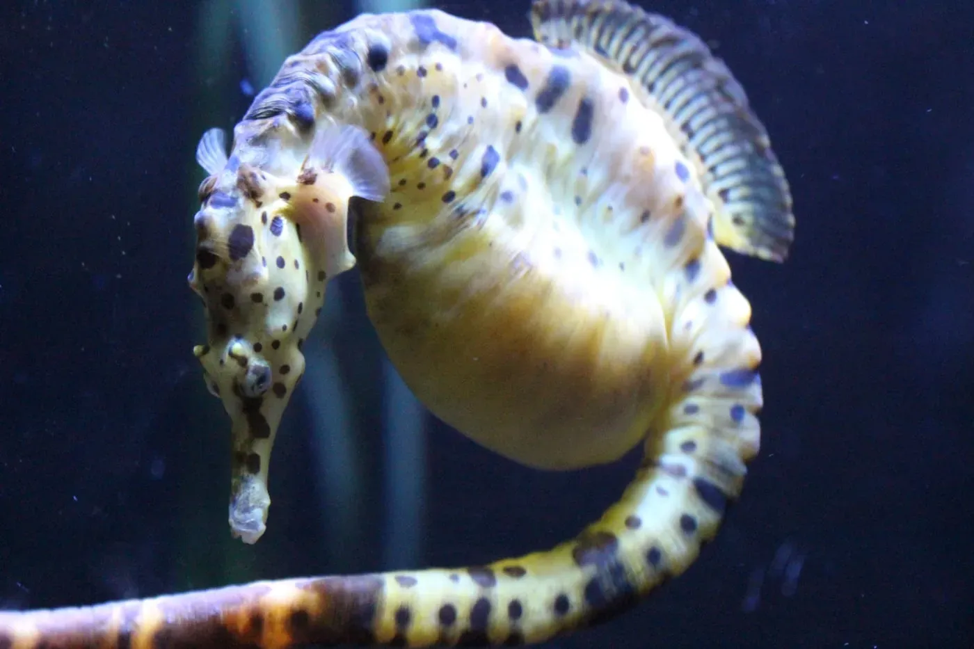 A yellow estuary seahorse with a curled tail beside algae on a sandy seabed.